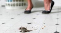 Відлякувач щурів і мишей: який краще?