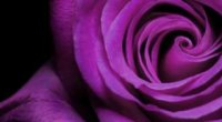 Що означає фіолетовий і бузковий колір?