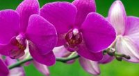 Орхідея фаленопсис: догляд в домашніх умовах, хвороби, розмноження