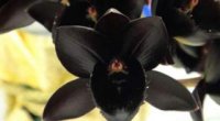 Чорна орхідея: особливості та догляд