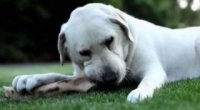 Кістки для собак: які можна давати?