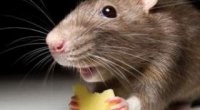 Як позбутися мишей в квартирі?