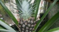 Як виростити ананас вдома? Рекомендації по вирощуванню тропічного фрукта