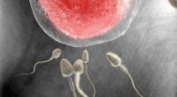 Чому витікає сперма з піхви?