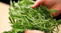 Користь і шкода трави тархун, цікаві факти про неї і способи застосування