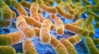 Живі бактерії для кишечника: назви ліків