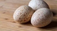 Індичі яйця: використання в кулінарії