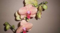 Як обрізати орхідею після цвітіння: правила обрізки і подальшого догляду